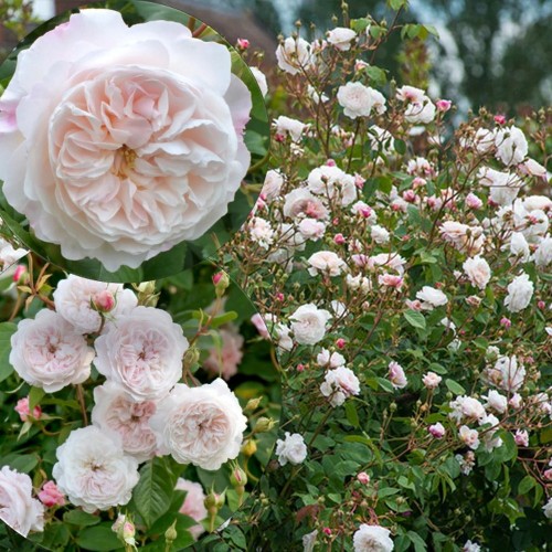 Rosa 'The Albrighton Rambler' - Roos 'The Albrighton Rambler' C4/4L